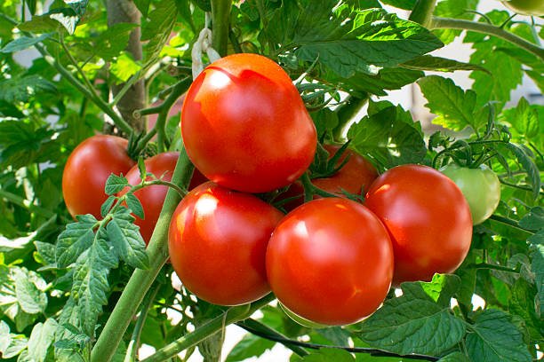 Tomato, Vegetable Garden, Vine - Plant