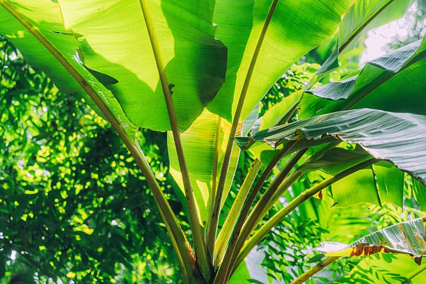 Vividly green banana plant leaves captured under the bright and warm tropical sunlight. The image provides a sense of exotic nature and natural growth within a lush environment of Goa, India.