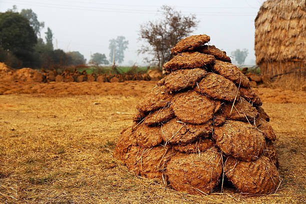 Heap of buffalo dung cakes.