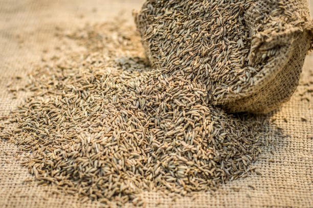 Raw organic cumin seeds,Cuminum cyminum  in  a gunny bag.